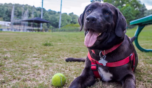 Glenlake Park Dog Park photo 1